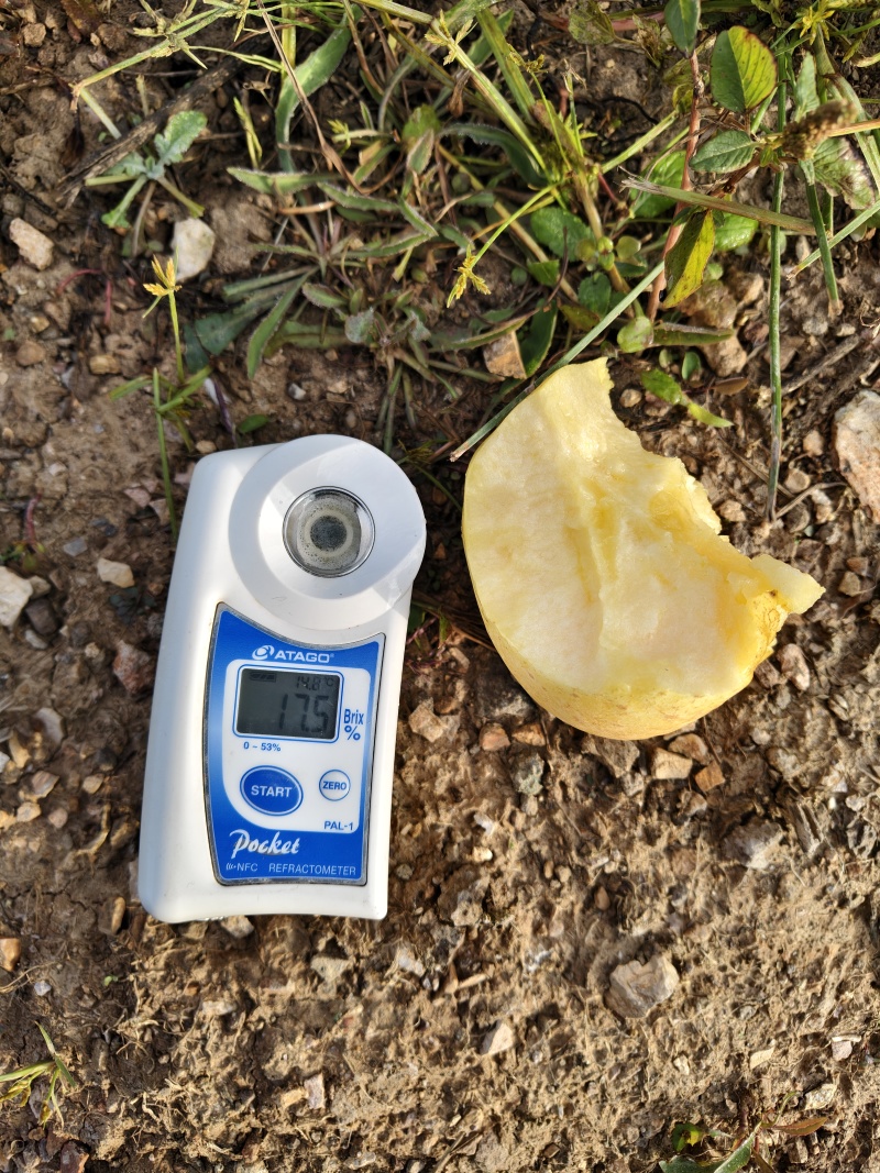 [电商代发]正宗山东维纳斯黄金苹果新鲜富士丑苹果冰糖心