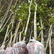 枫香地苗，枫香土球苗，枫香原生苗，基地直发，价格优惠，