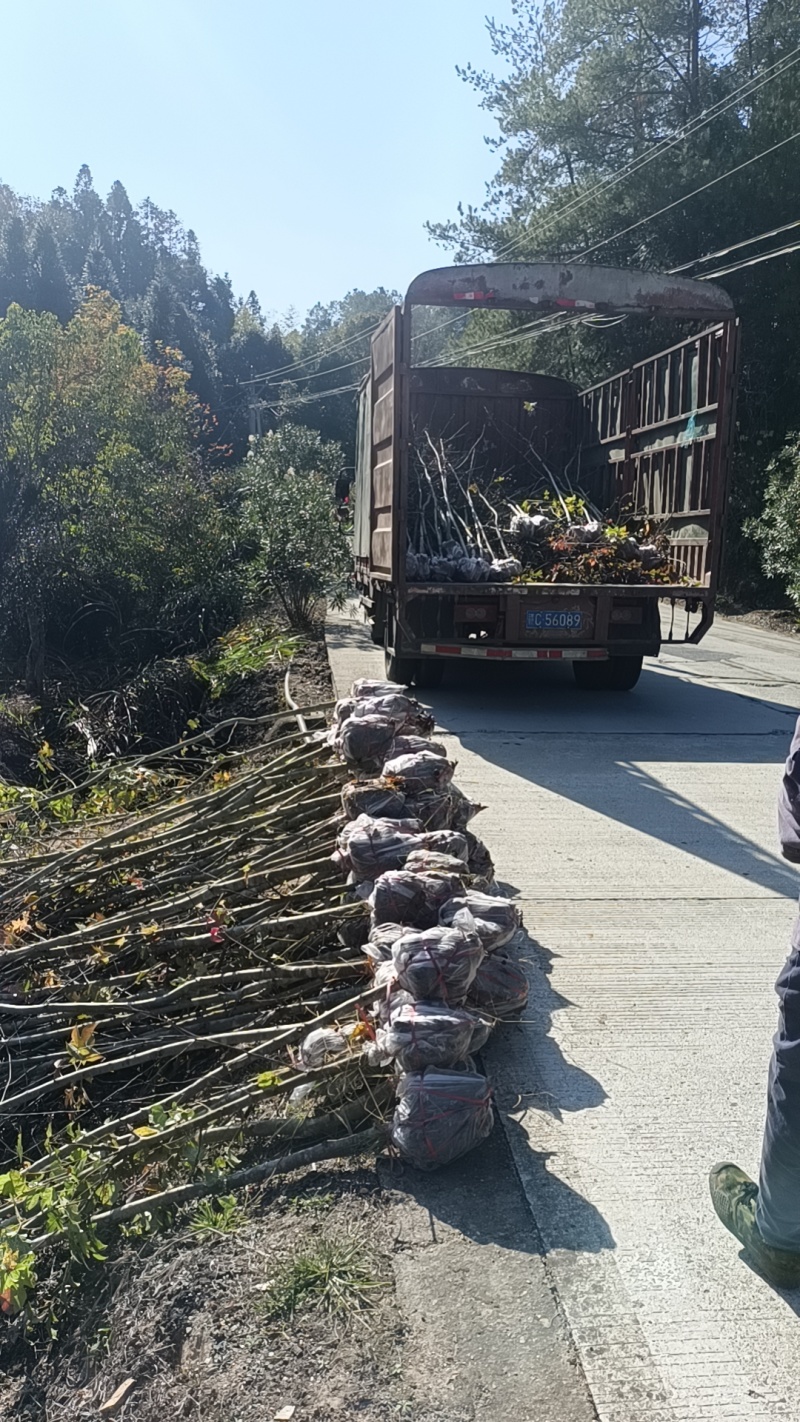 枫香地苗，枫香土球苗，枫香原生苗，基地直发，价格优惠，