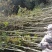 枫香地苗，枫香土球苗，枫香原生苗，基地直发，价格优惠，