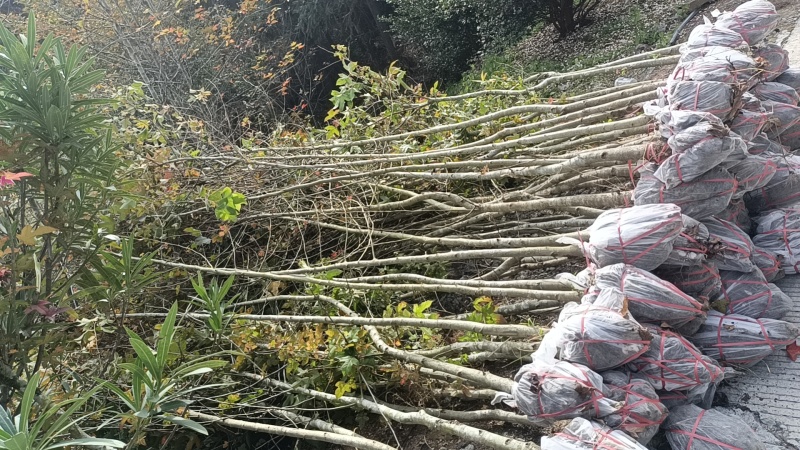 枫香地苗，枫香土球苗，枫香原生苗，基地直发，价格优惠，