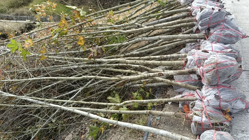 枫香地苗，枫香土球苗，枫香原生苗，基地直发，价格优惠，