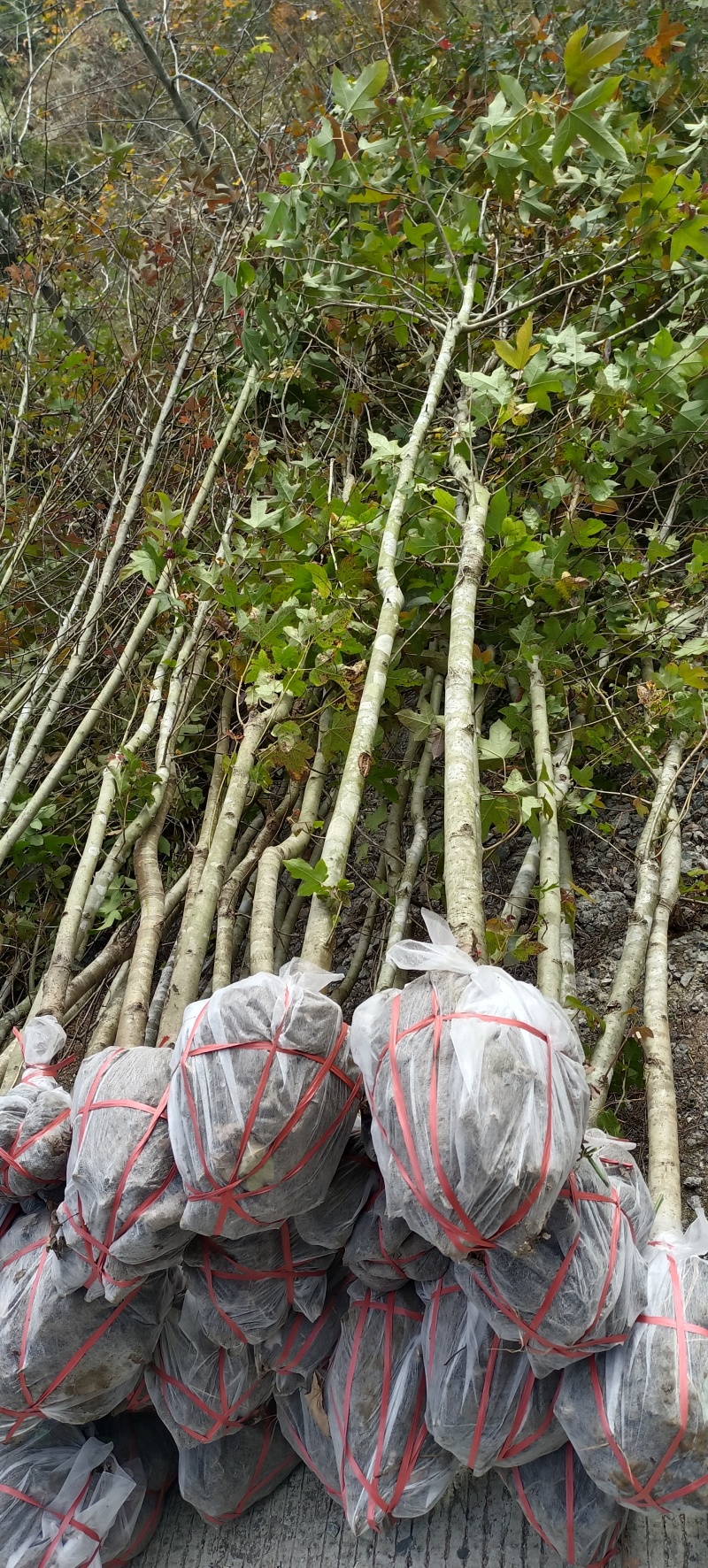 枫香地苗，枫香土球苗，枫香原生苗，基地直发，价格优惠，