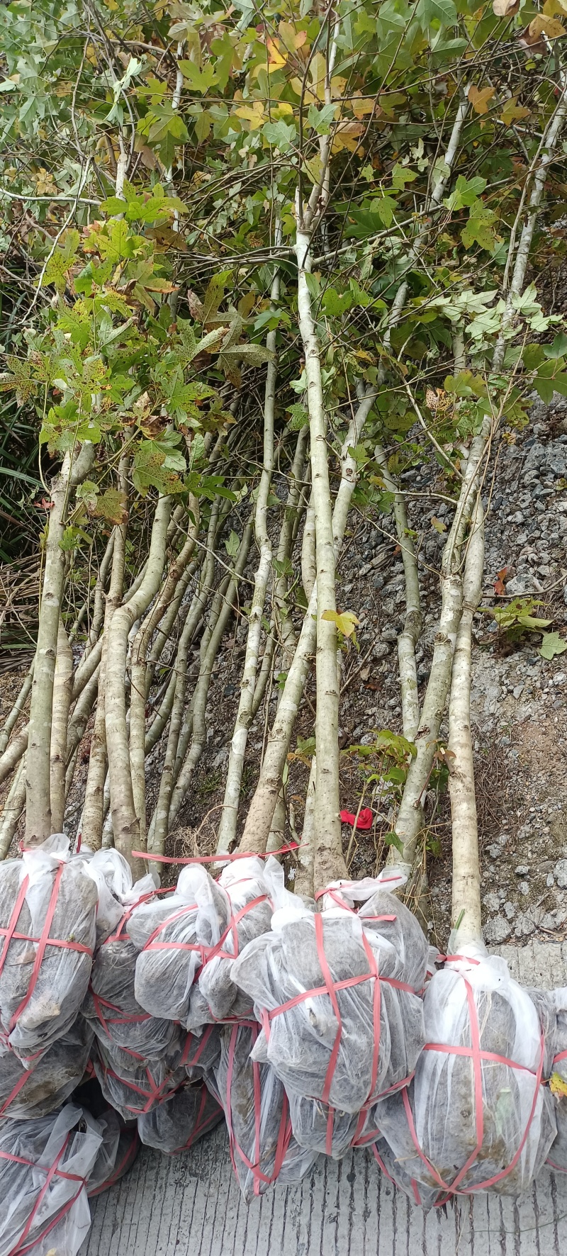 枫香地苗，枫香土球苗，枫香原生苗，基地直发，价格优惠，