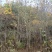 枫香地苗，枫香土球苗，枫香原生苗，基地直发，价格优惠，