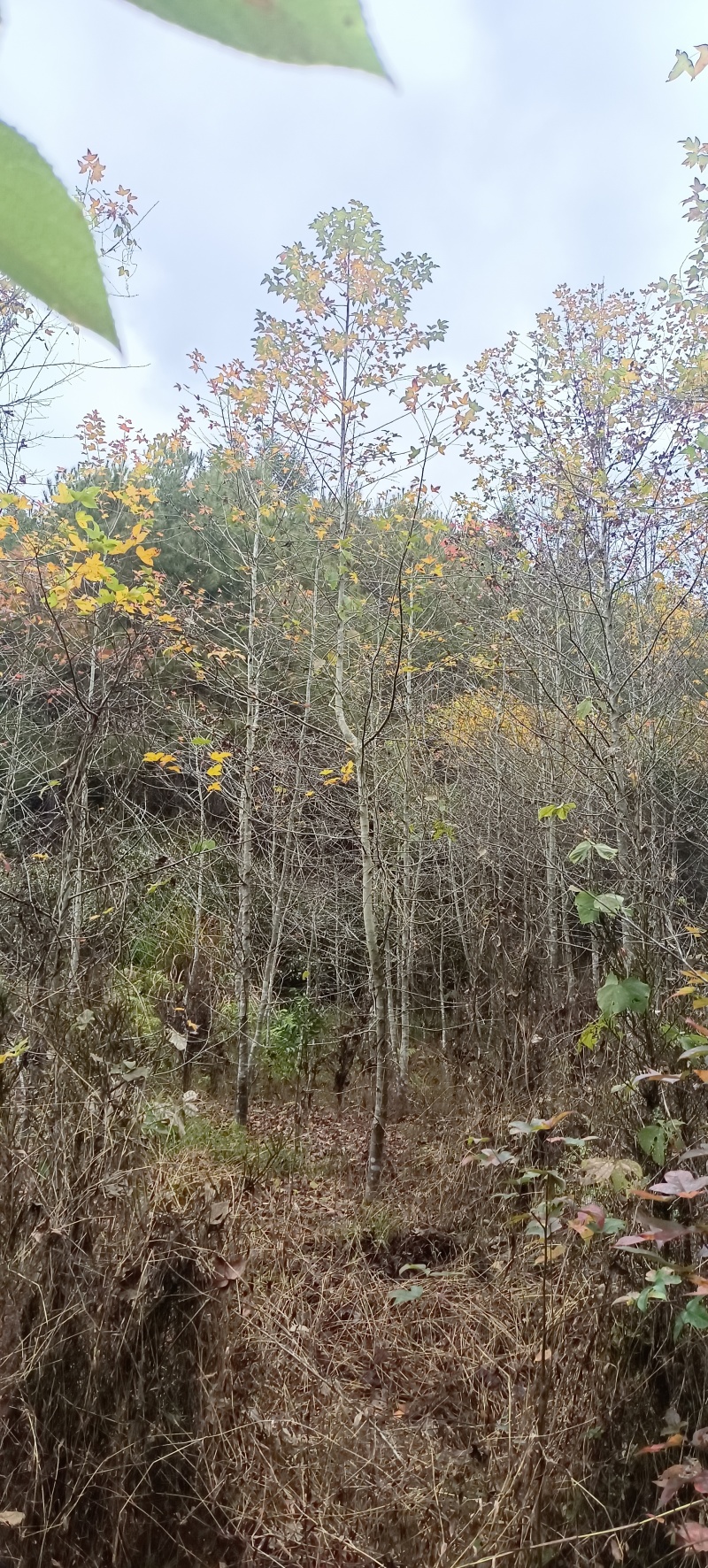 枫香地苗，枫香土球苗，枫香原生苗，基地直发，价格优惠，