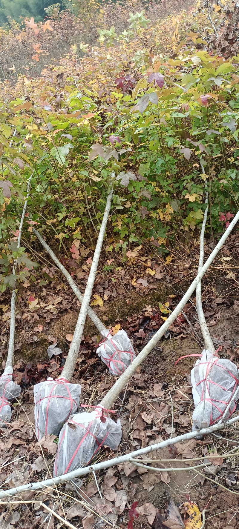 枫香地苗，枫香土球苗，枫香原生苗，基地直发，价格优惠，