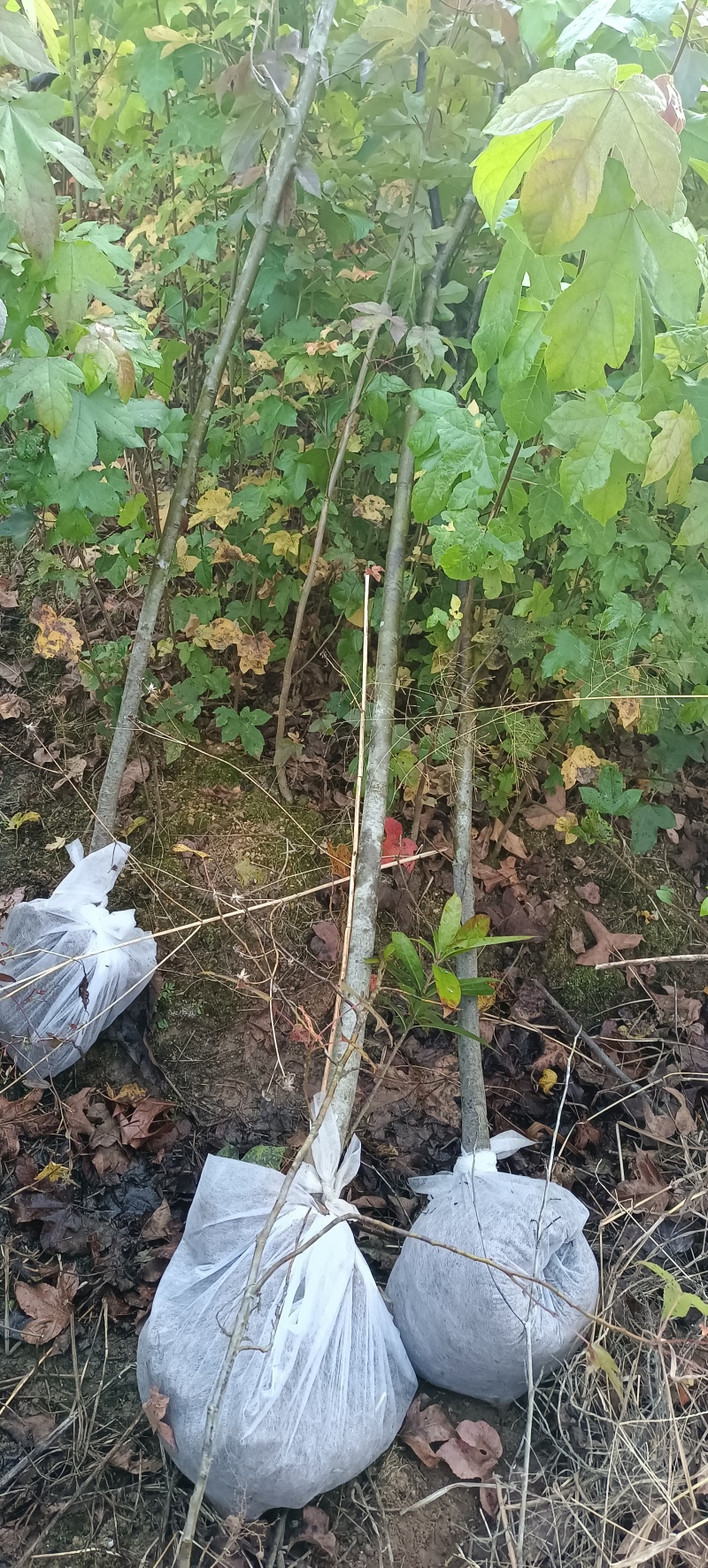 枫香地苗，枫香土球苗，枫香原生苗，基地直发，价格优惠，