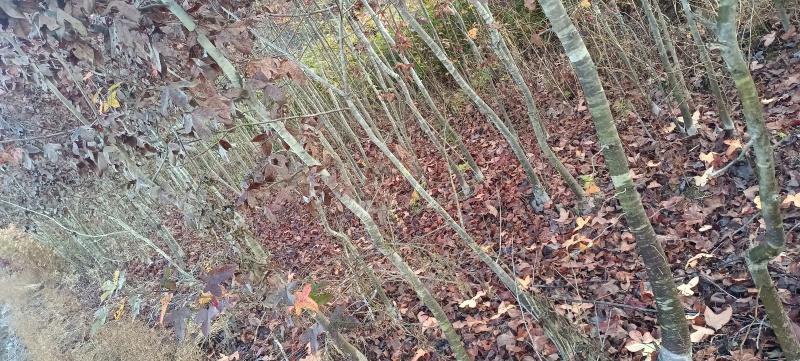 枫香地苗，枫香土球苗，枫香原生苗，基地直发，价格优惠，