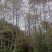 枫香地苗，枫香土球苗，枫香原生苗，基地直发，价格优惠，