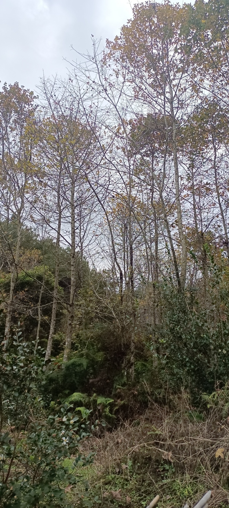 枫香地苗，枫香土球苗，枫香原生苗，基地直发，价格优惠，