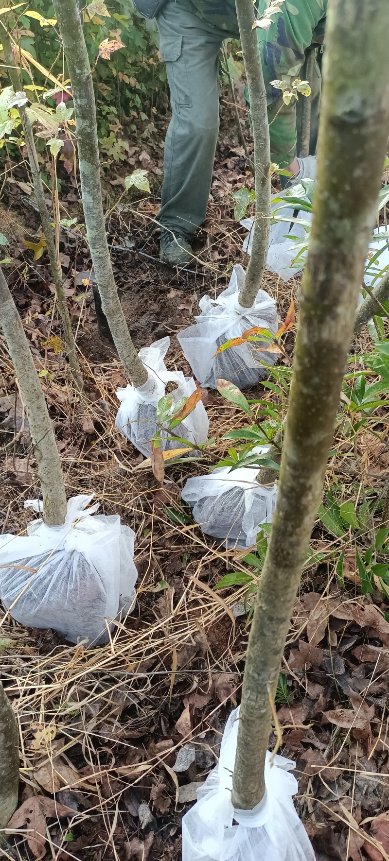 枫香地苗，枫香土球苗，枫香原生苗，基地直发，价格优惠，