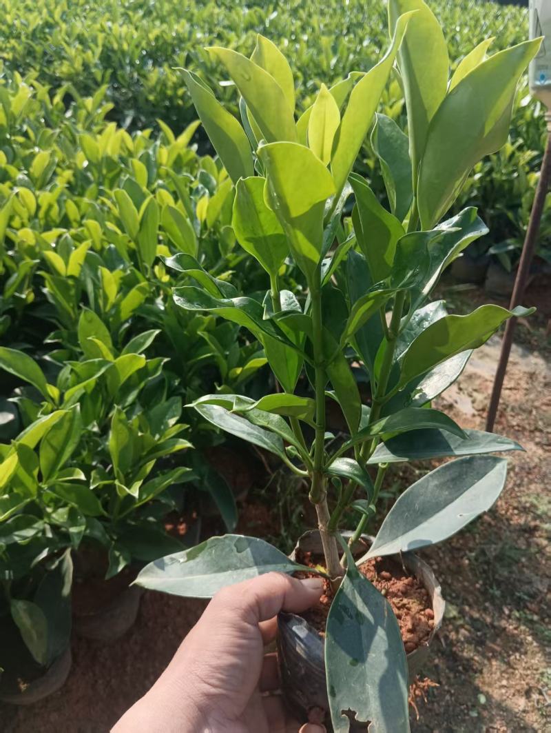 出售非洲茉莉10公分-2米。低价清场