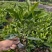 出售非洲茉莉10公分-2米。低价清场