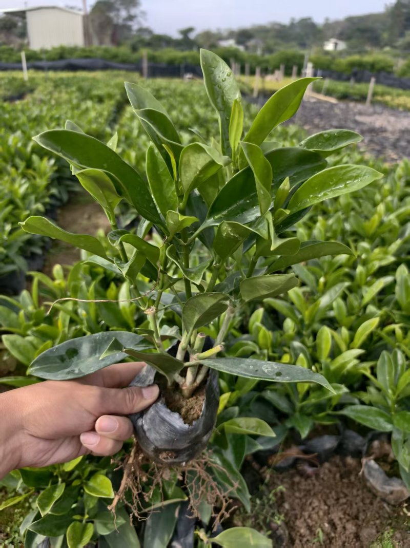 出售非洲茉莉10公分-2米。低价清场