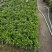出售非洲茉莉10公分-2米。低价清场