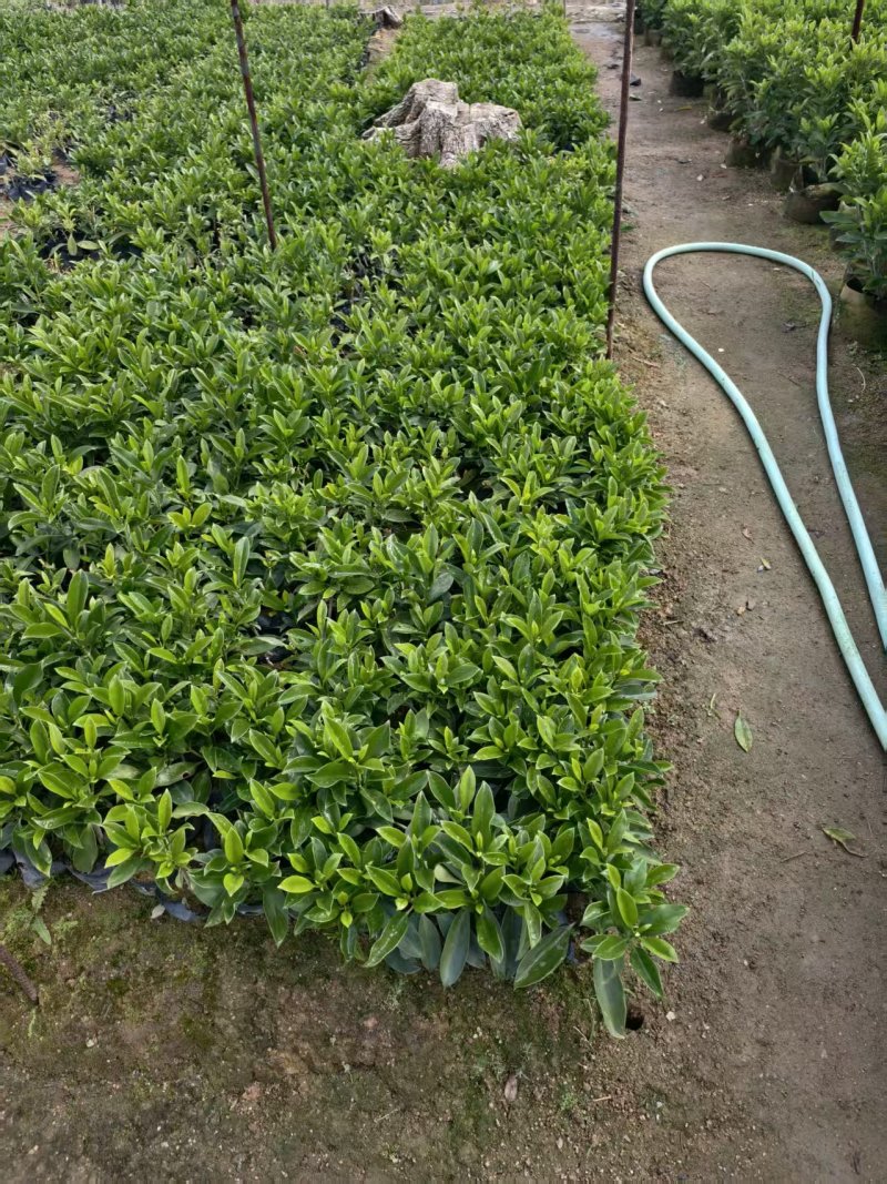 出售非洲茉莉10公分-2米。低价清场