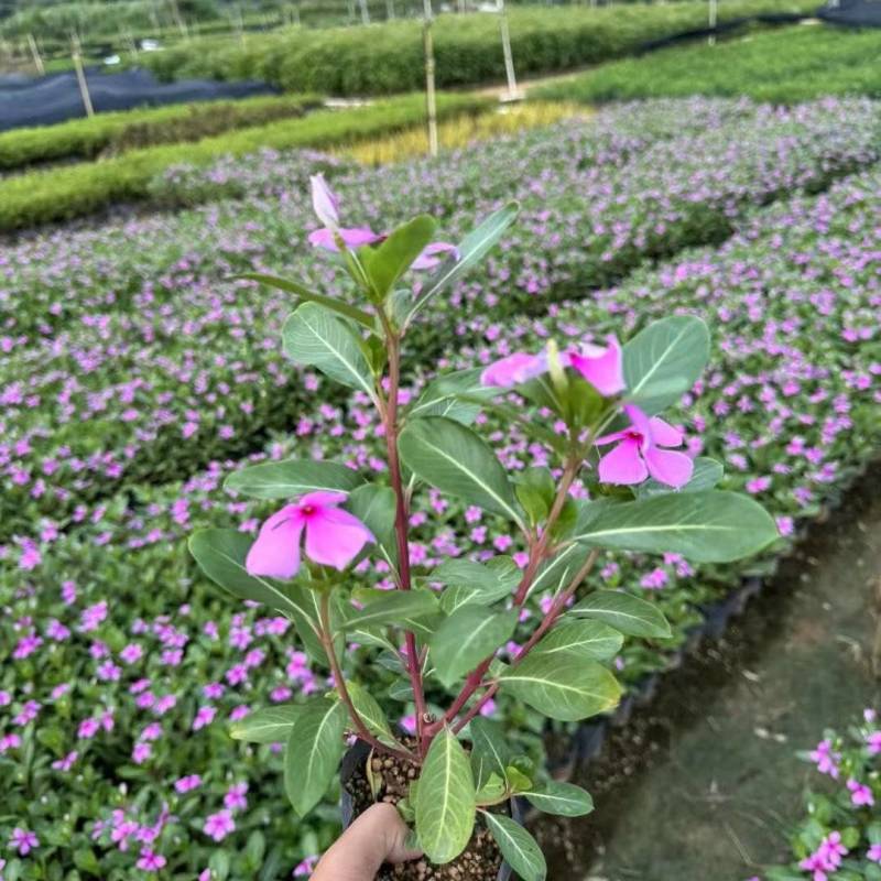 长春花大量清场出售各种品种地被苗基地大量供应各种时花开