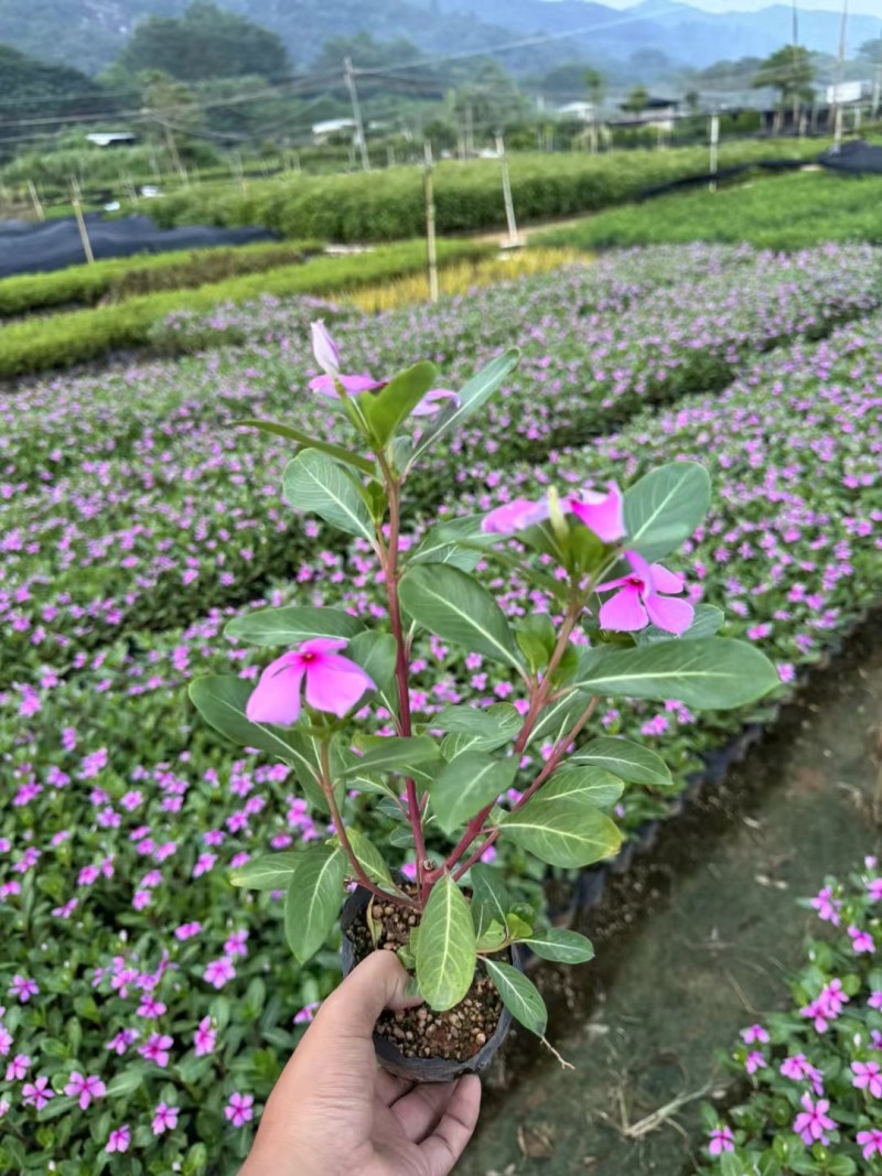 长春花大量清场出售各种品种地被苗基地大量供应各种时花开
