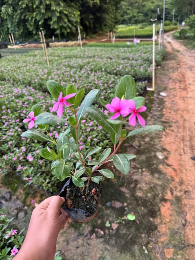 长春花大量清场出售各种品种地被苗基地大量供应各种时花开