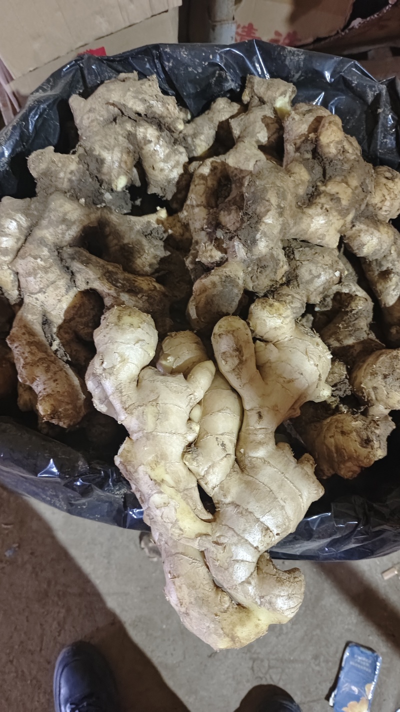 老姜/大黄姜/河北生姜/产地一手货源/大量现货供应发全国