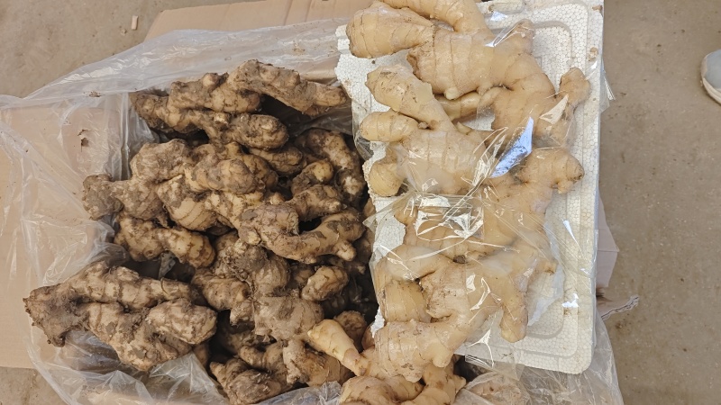 老姜/大黄姜/河北生姜/产地一手货源/大量现货供应发全国