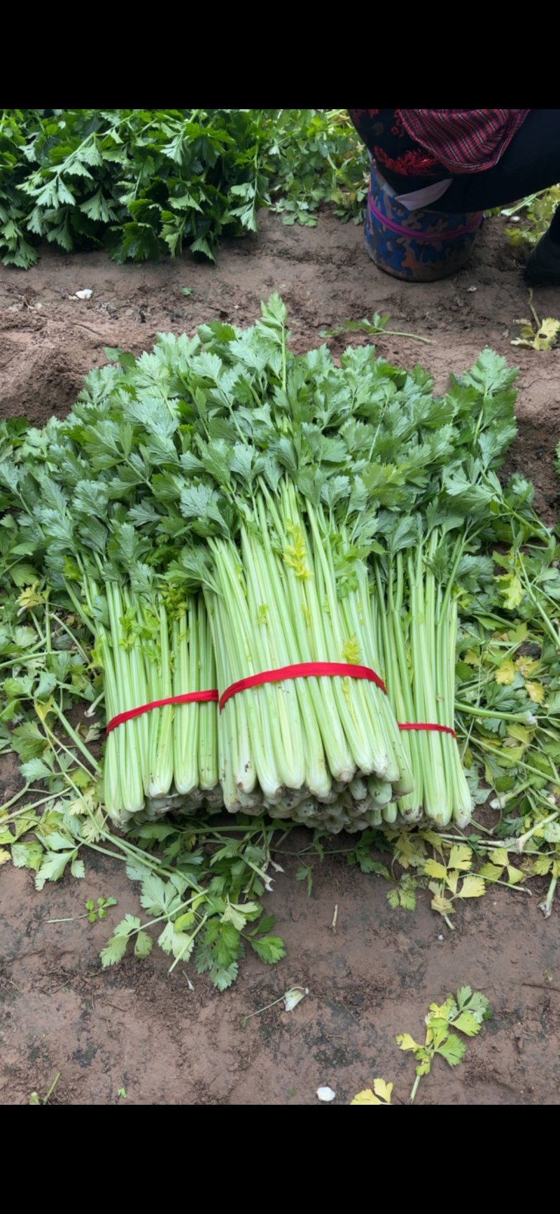 芹菜大棚种植芹菜个头均匀菜干净