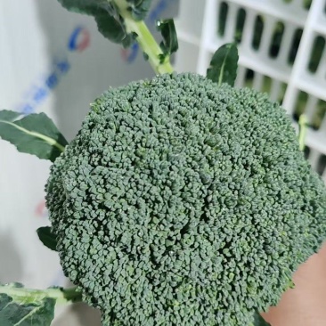 周口大棚西蓝花大量出货专业代收1斤左右欢迎视频看