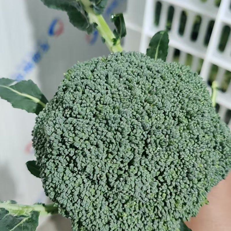 周口大棚西蓝花大量出货专业代收1斤左右欢迎视频看