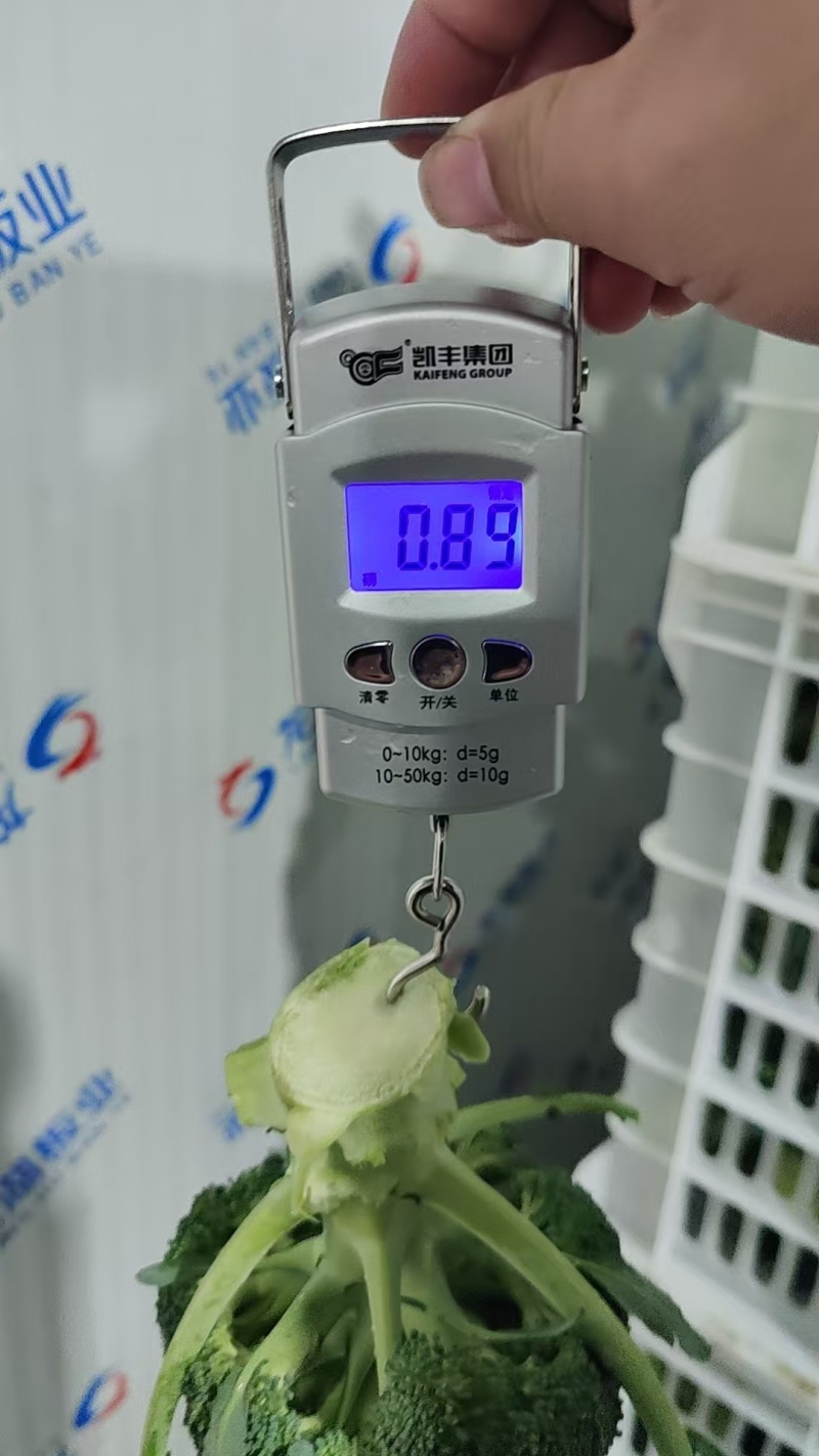 周口大棚西蓝花大量出货专业代收1斤左右欢迎视频看