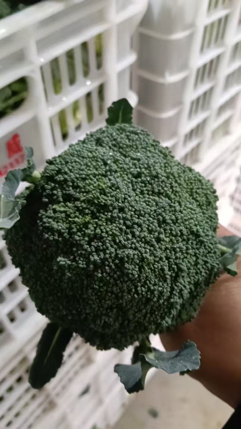 周口大棚西蓝花大量出货专业代收1斤左右欢迎视频看