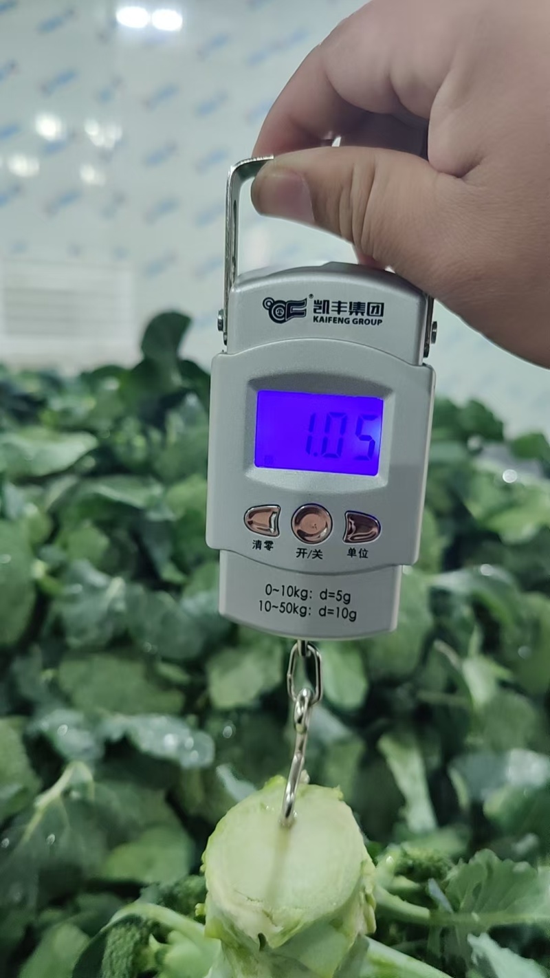 周口大棚西蓝花大量出货专业代收1斤左右欢迎视频看