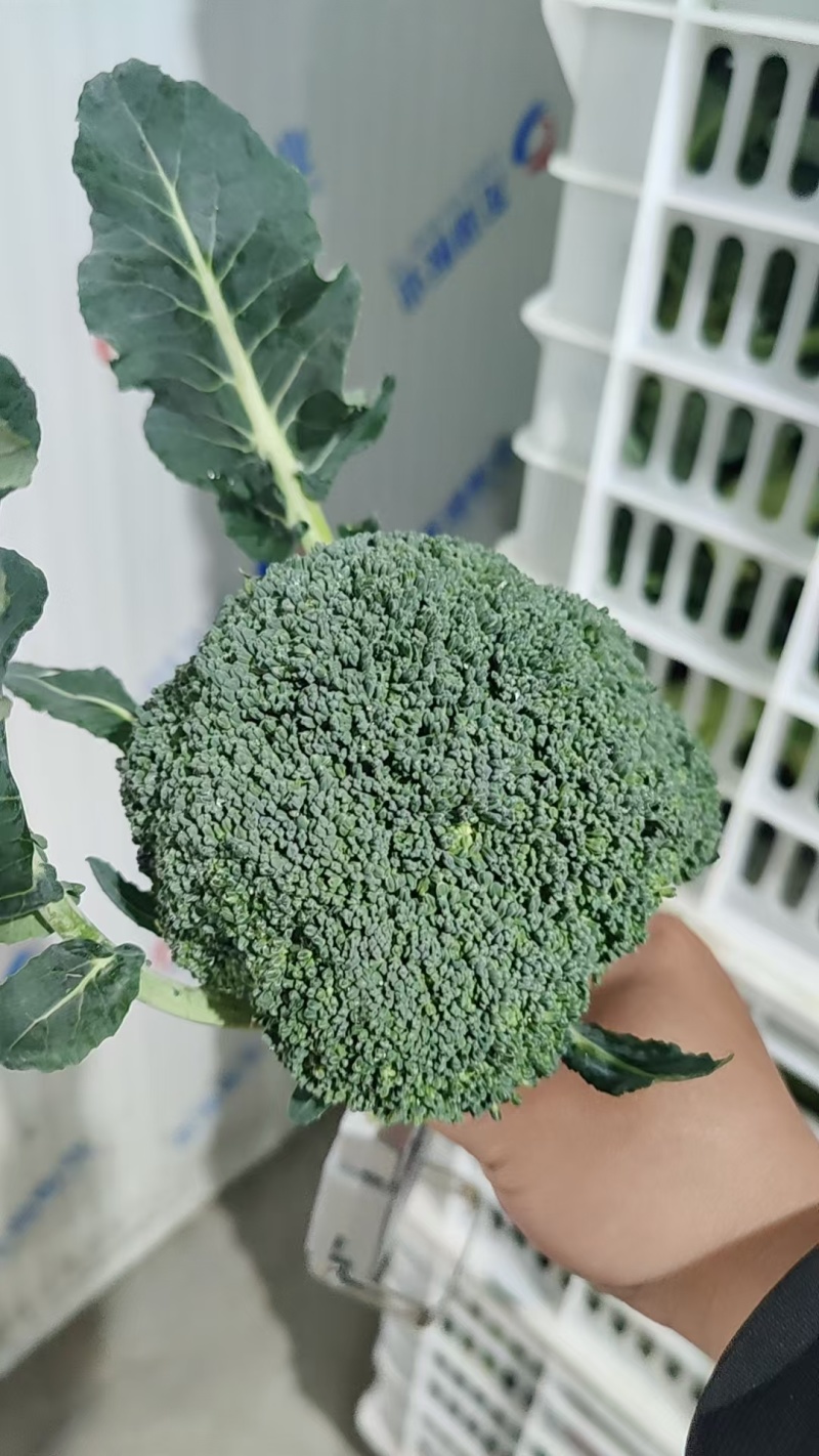 周口大棚西蓝花大量出货专业代收1斤左右欢迎视频看