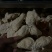 识“材”食用：如何挑选一块好的广西陈皮？
