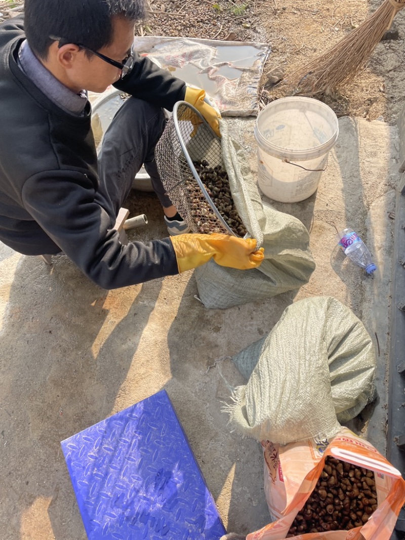 湖北荆州洪湖田螺产地直销基地