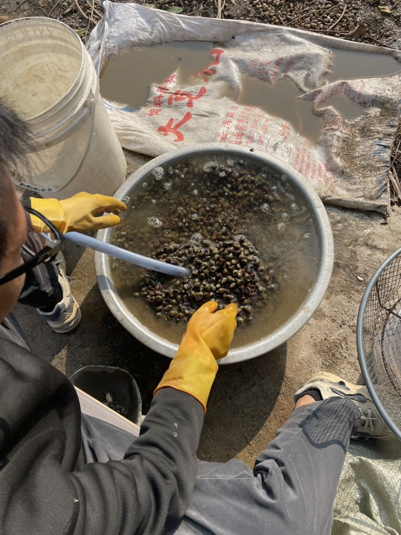 湖北荆州洪湖田螺产地直销基地