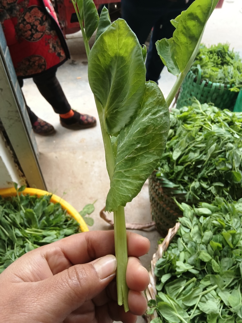 碗豆尖