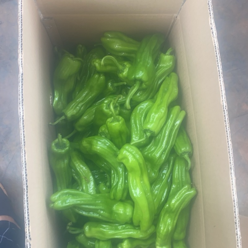 泡椒