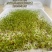 水培西兰花芽苗菜种子四季种植水培西兰花芽苗菜种籽无土栽培
