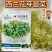 水培西兰花芽苗菜种子四季种植水培西兰花芽苗菜种籽无土栽培