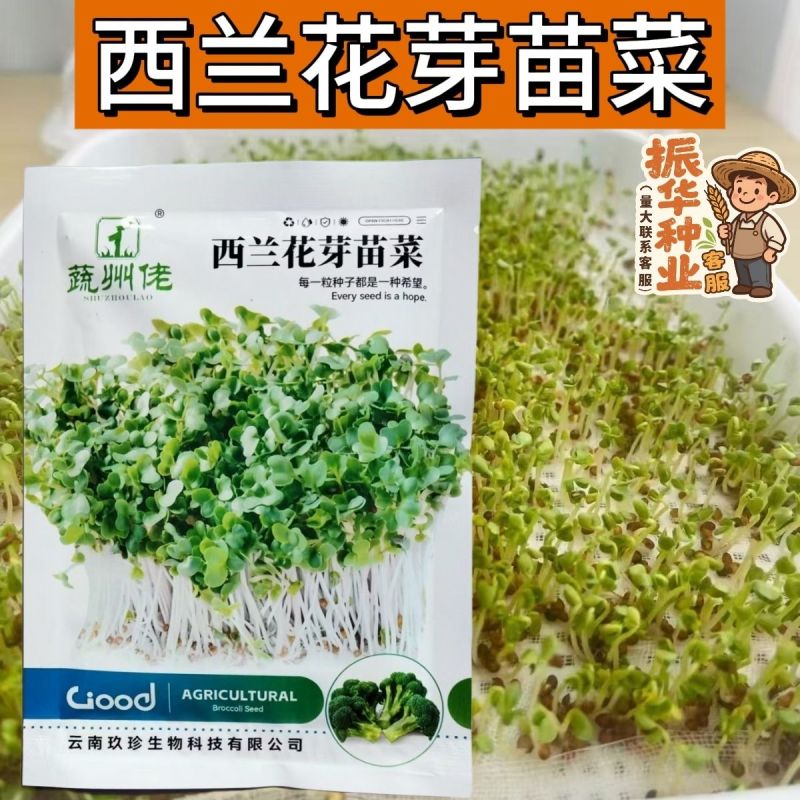 水培西兰花芽苗菜种子四季种植水培西兰花芽苗菜种籽无土栽培