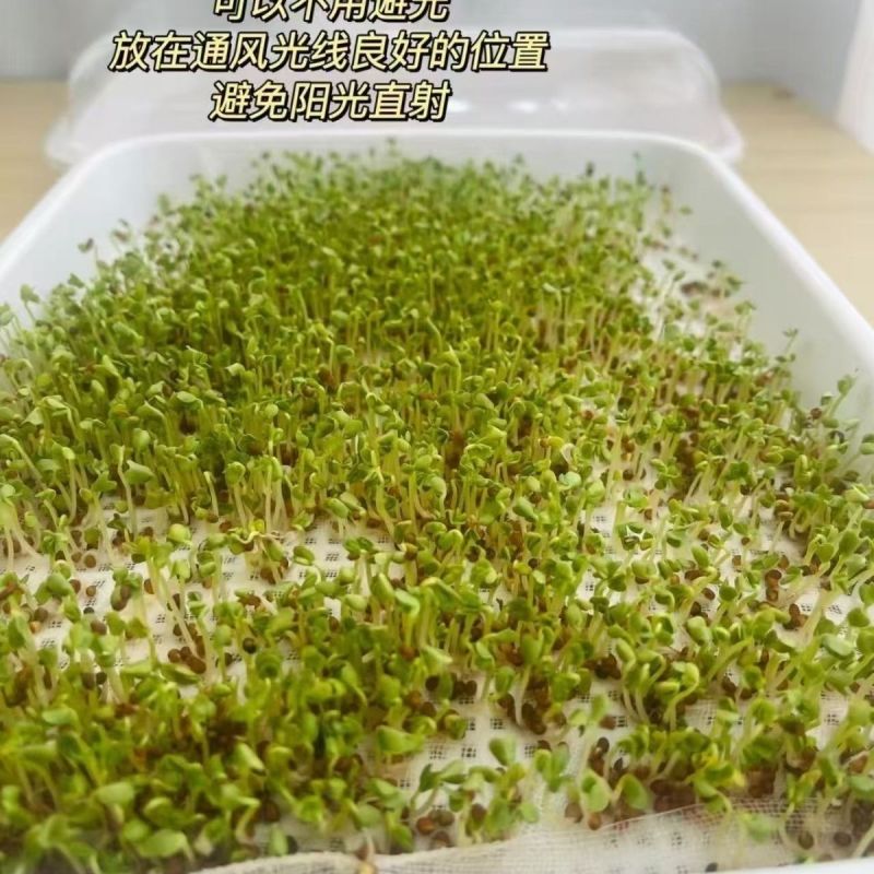 水培西兰花芽苗菜种子四季种植水培西兰花芽苗菜种籽无土栽培