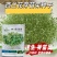 水培西兰花芽苗菜种子四季种植水培西兰花芽苗菜种籽无土栽培