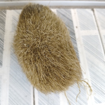 猪沙