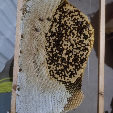 蜂蜜蜂蜜天然冬蜜***剂鸭脚木蜜欢迎咨询