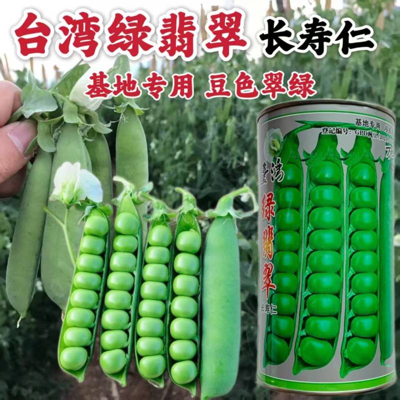 台湾绿翡翠长寿仁豌豆种子结荚多大颗粒饱满大田基地种植高产