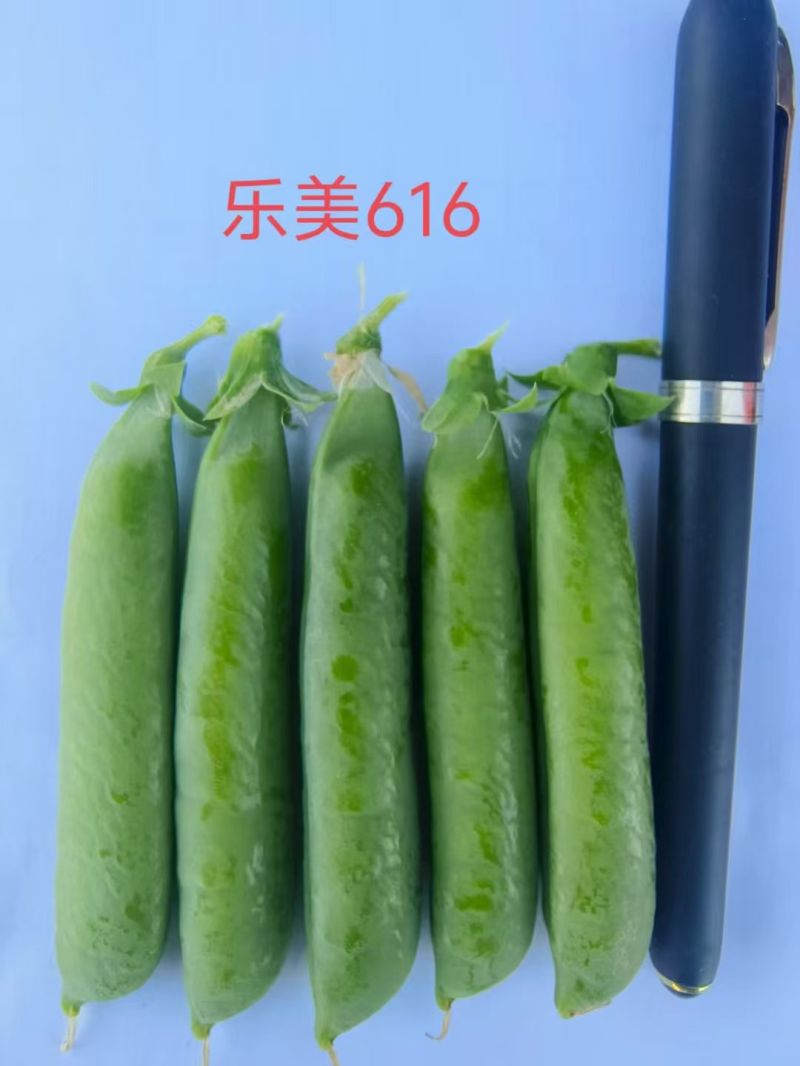 台湾绿翡翠长寿仁豌豆种子结荚多大颗粒饱满大田基地种植高产