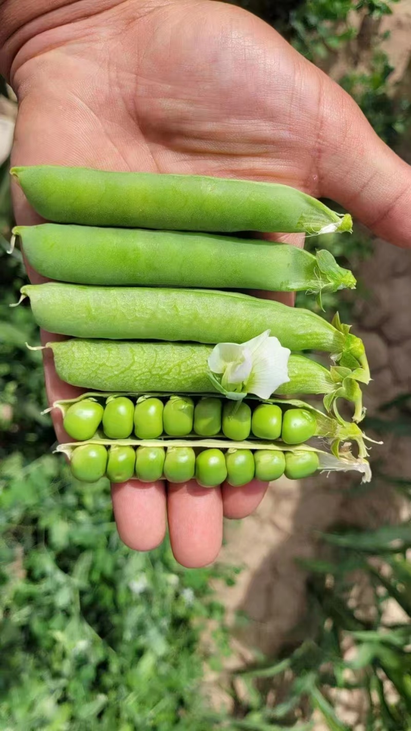 台湾绿翡翠长寿仁豌豆种子结荚多大颗粒饱满大田基地种植高产