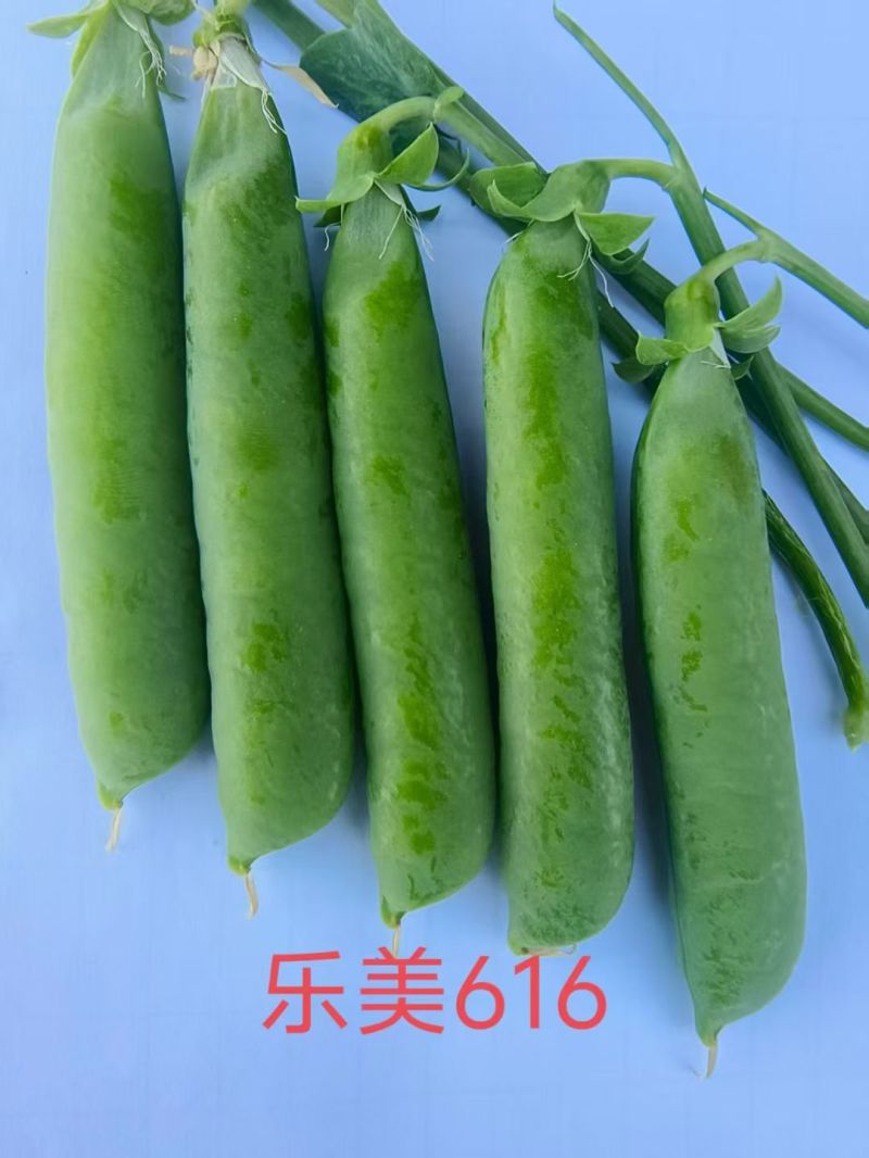 台湾绿翡翠长寿仁豌豆种子结荚多大颗粒饱满大田基地种植高产