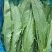 油麦菜